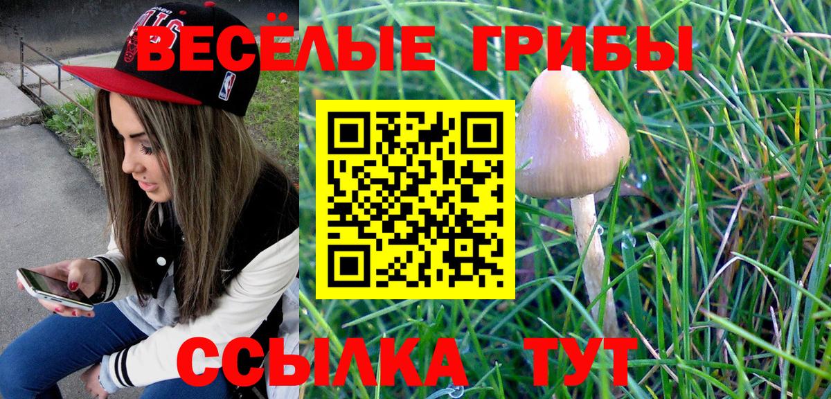 Галлюциногенные грибы Psilocybe Гурьевск
